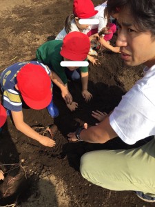 そして待望の！お芋掘り！！開始！！！